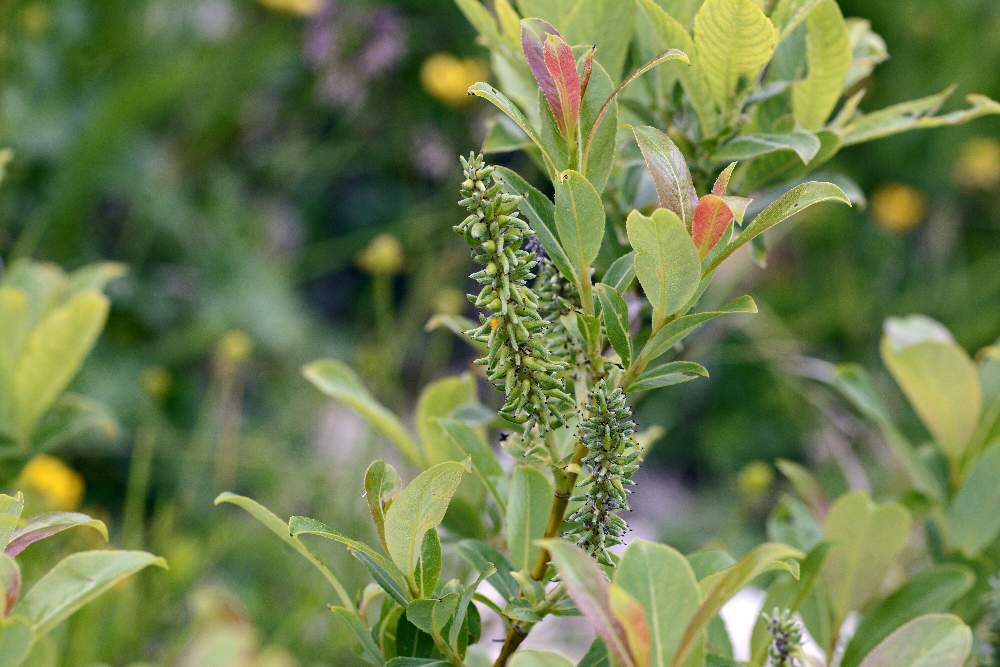Salix cfr. glabra